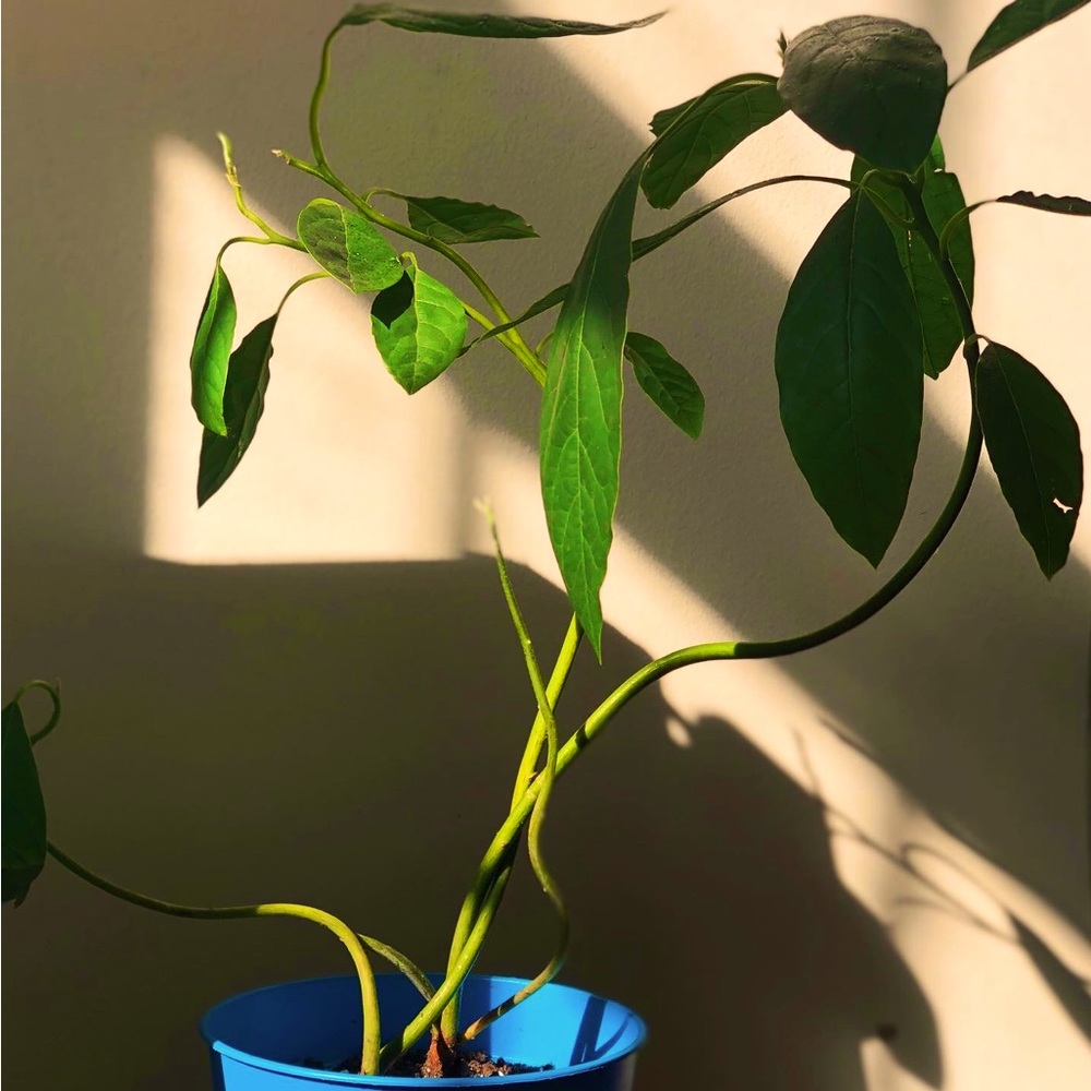 Avocado Tree
